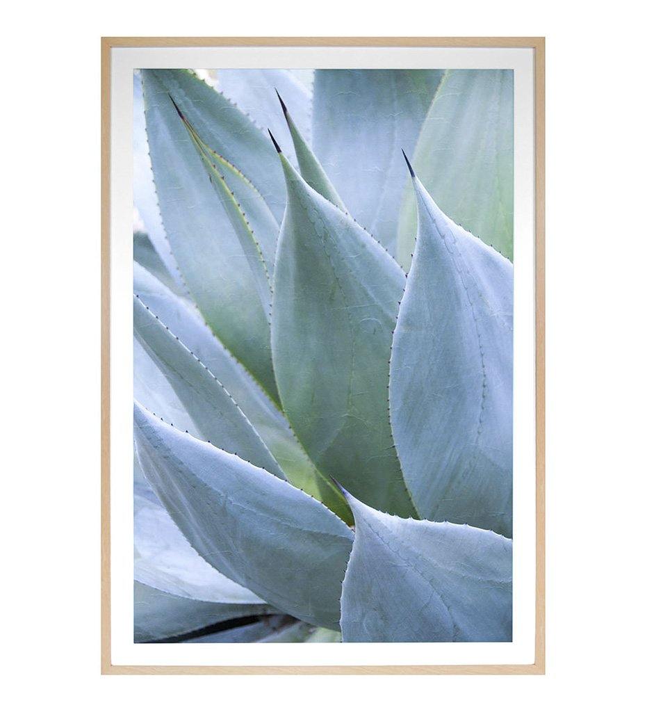 Juniper House-Grand Image Home-Thea Schreck-Agave 1